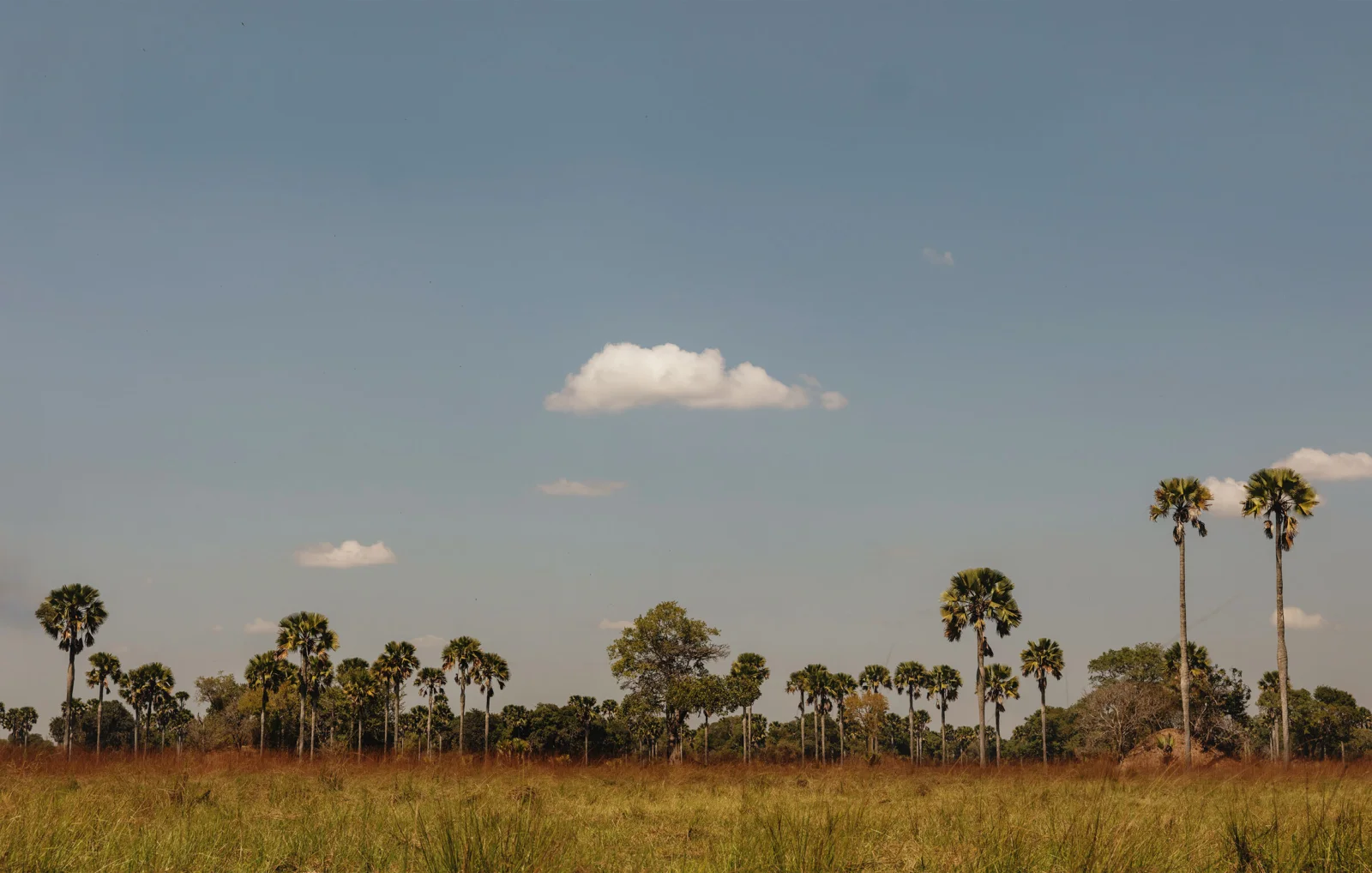 Charlie ugalla landscape