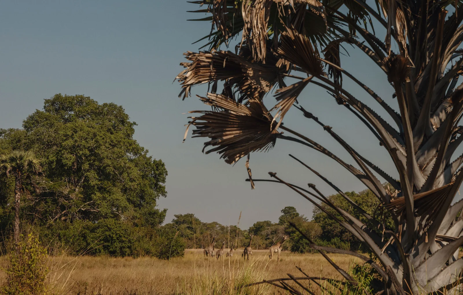 Charlie Ugalla giraffe on safari