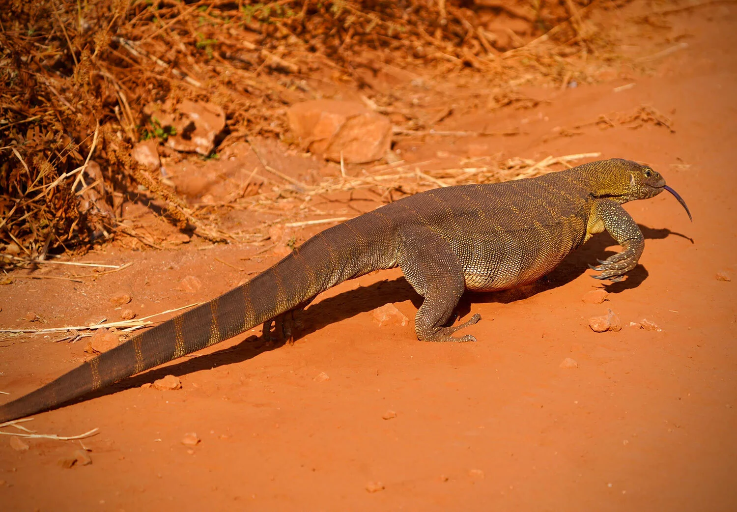 Monitorlizard allykea