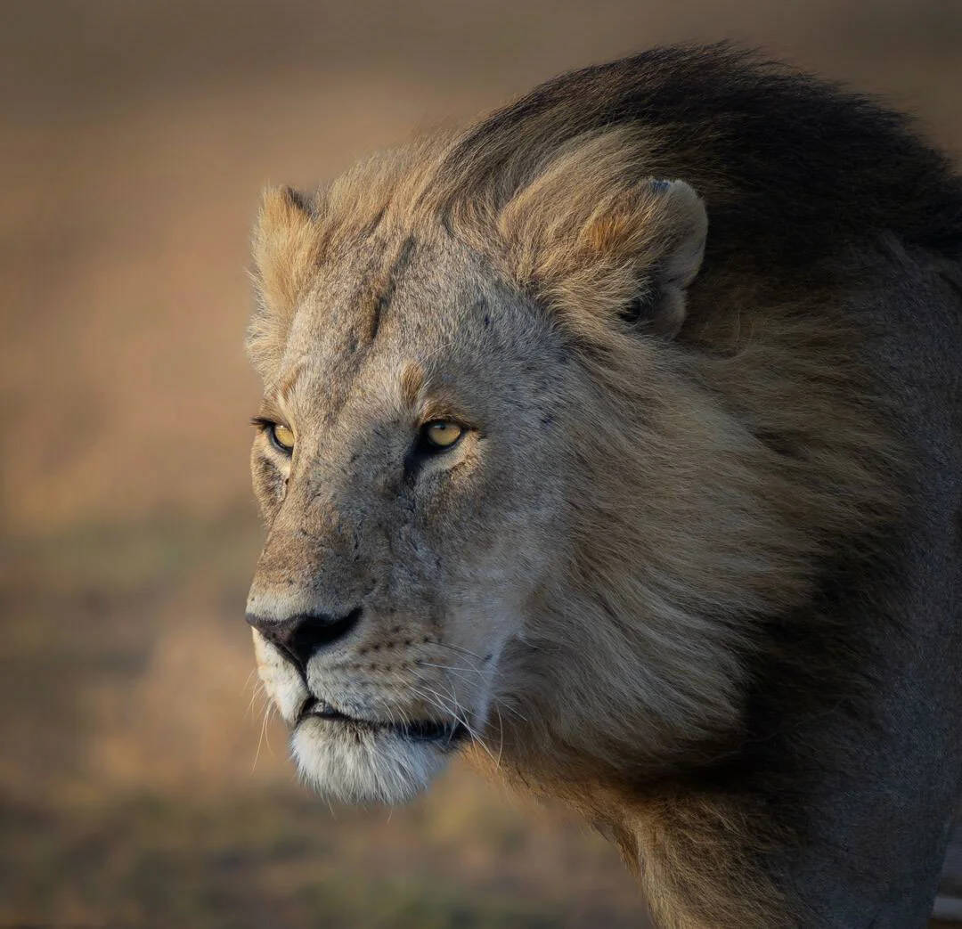 Lion iankiwelu serengeti