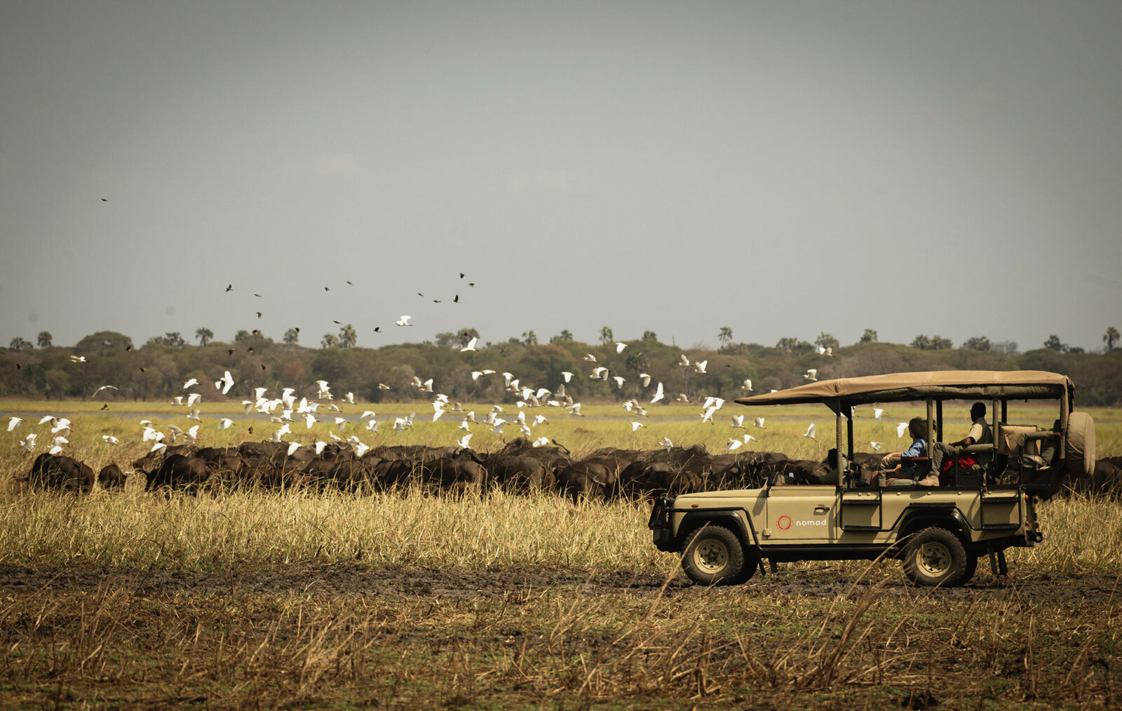 Chada katavi gamedrive buffalo