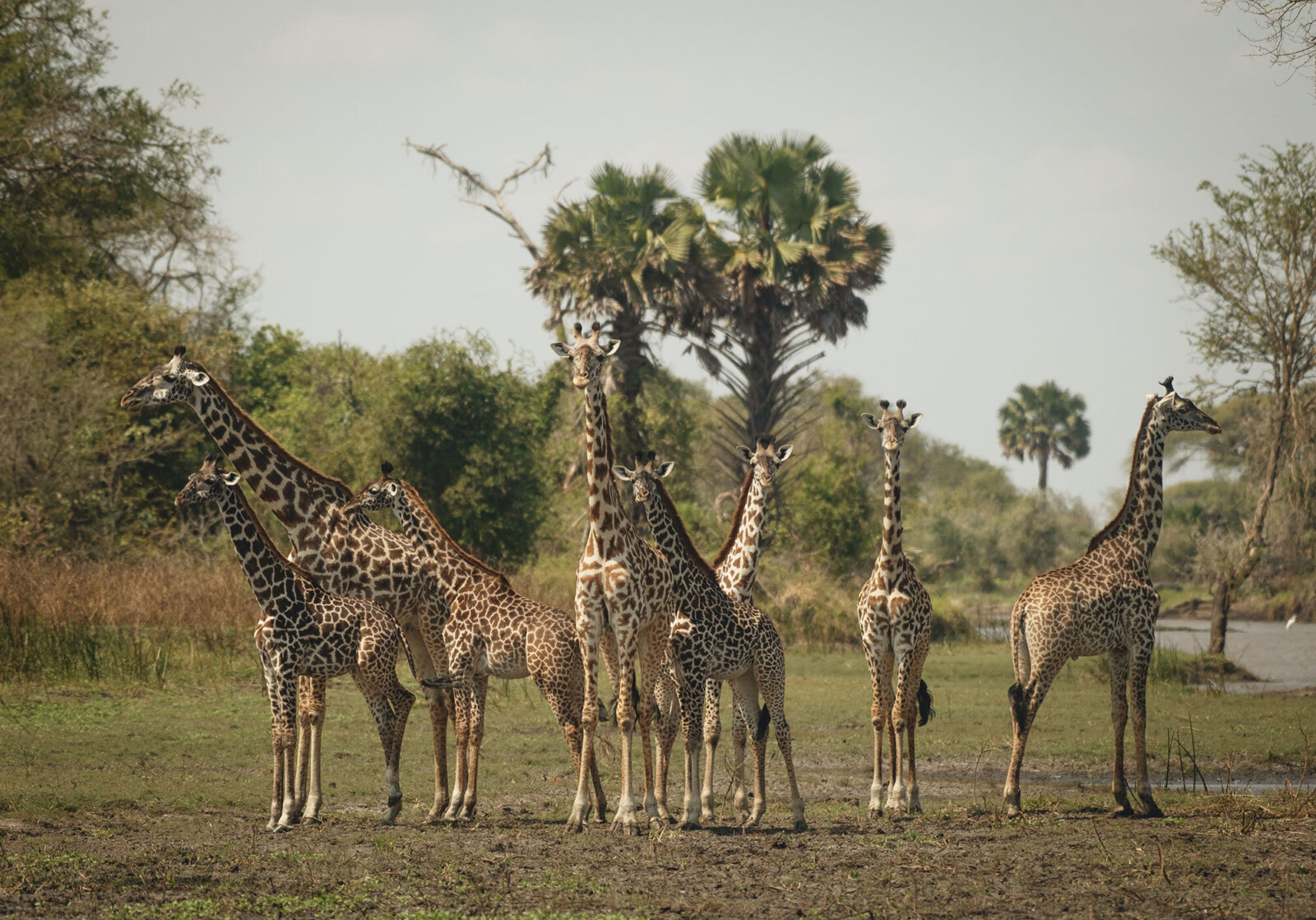 Chada Katavi, safari animals giraffe