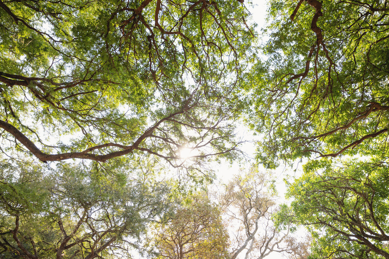 Chada Katavi, safari adventure bush camp trees