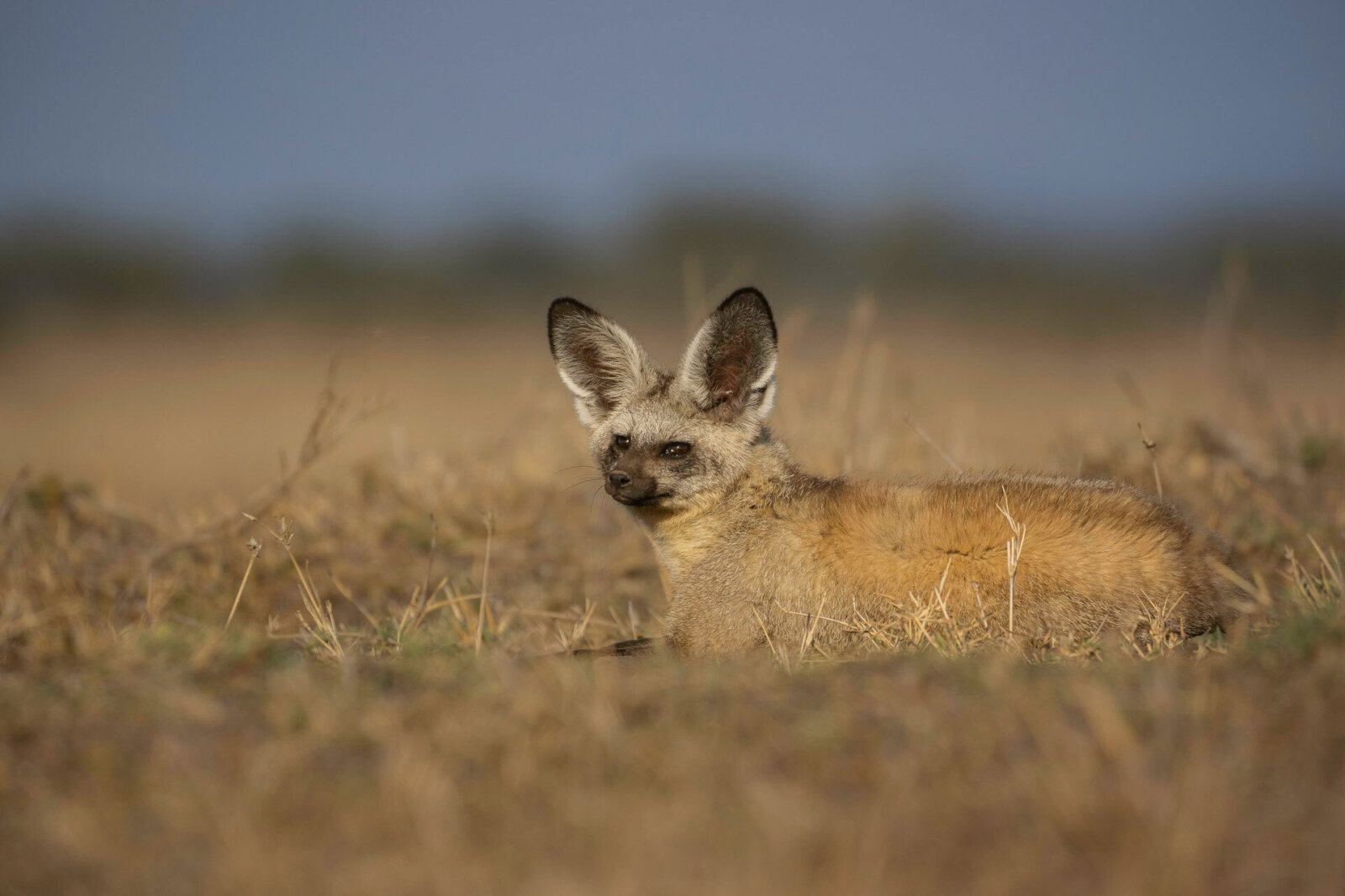 Kusini serengeti bat eared fox