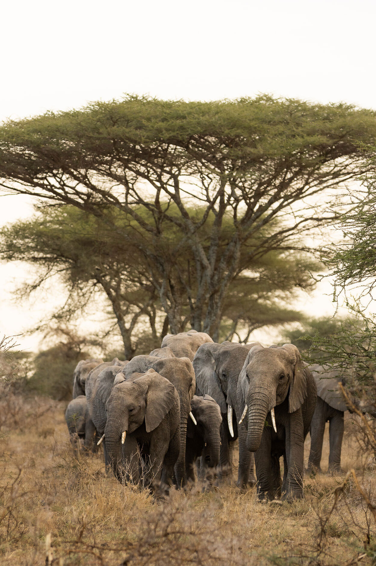 Kusini serengeti elephant herd