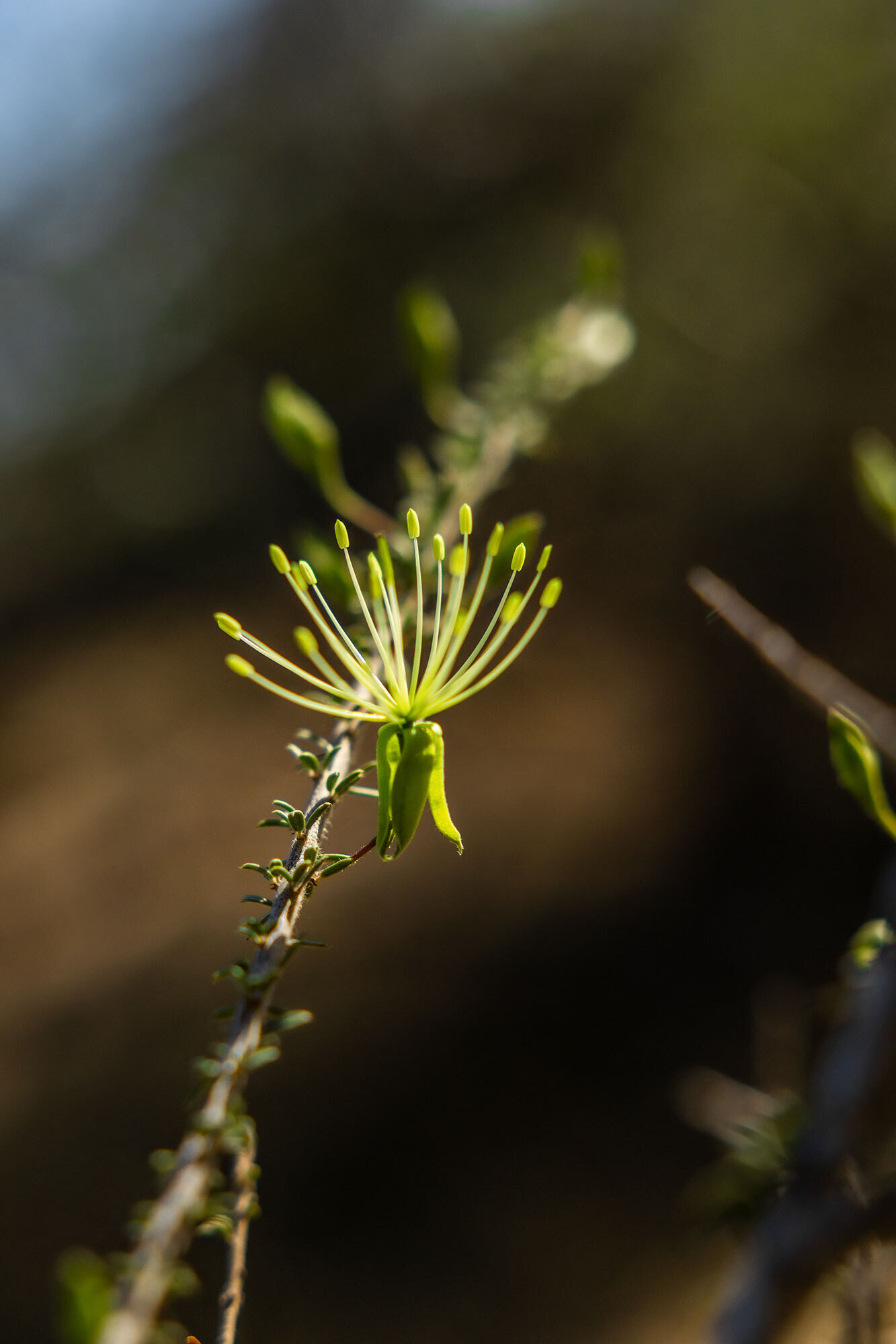 Kusini serengeti flower detail