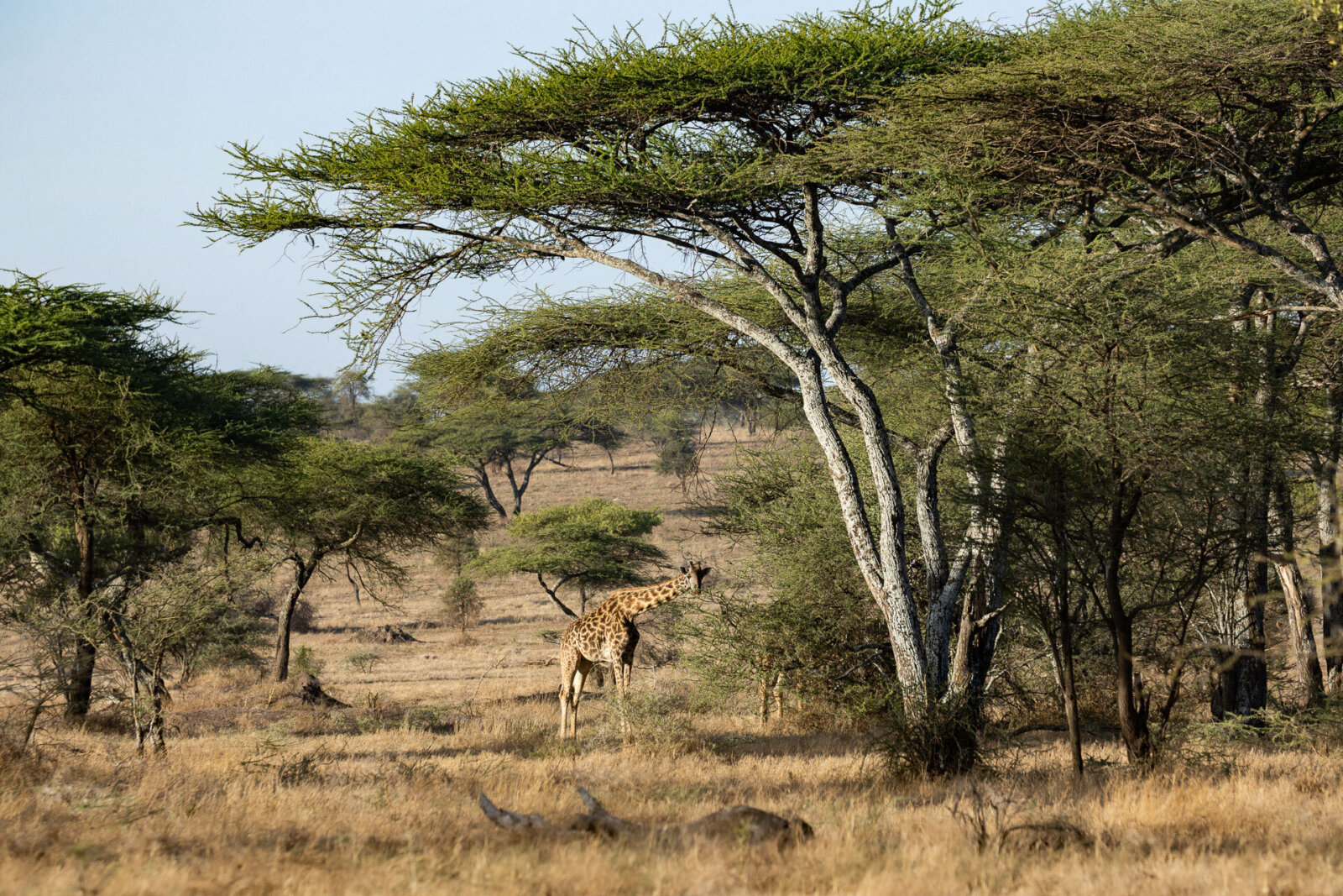 Kusini serengeti giraffe woodlands