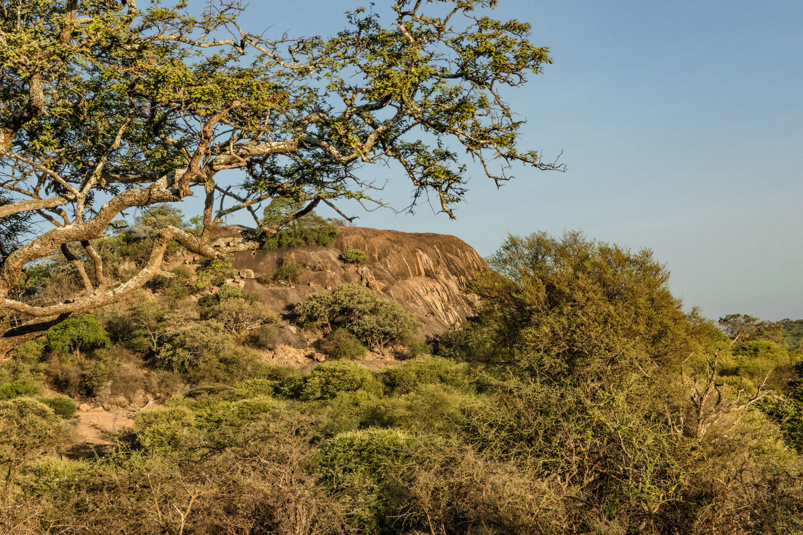 Kusini serengeti kopjes trees