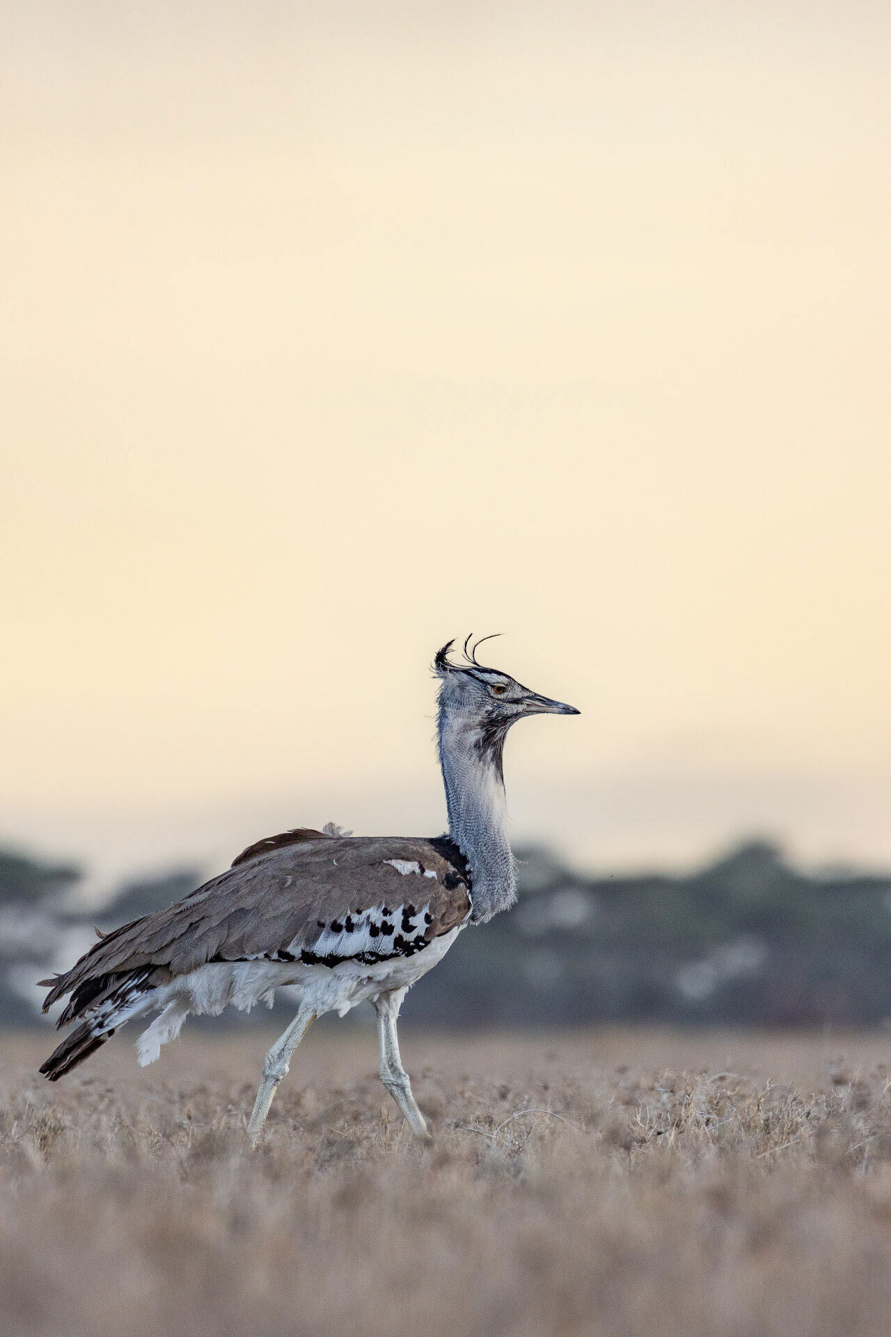 Kusini serengeti kori bustard