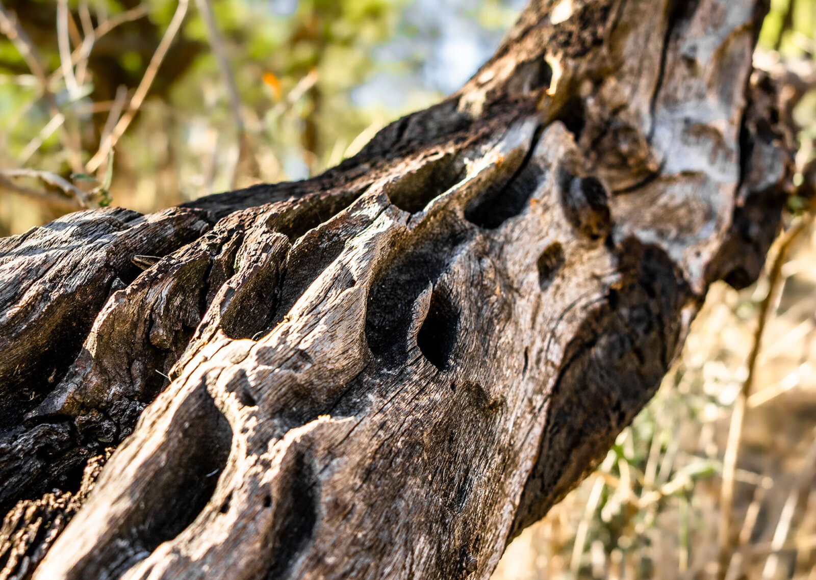 Kusini serengeti wood detail
